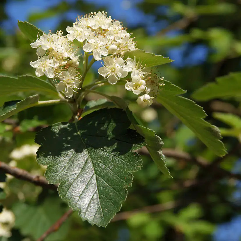 Planta Oxel Omnia Garden 30-50cm Krukodlade