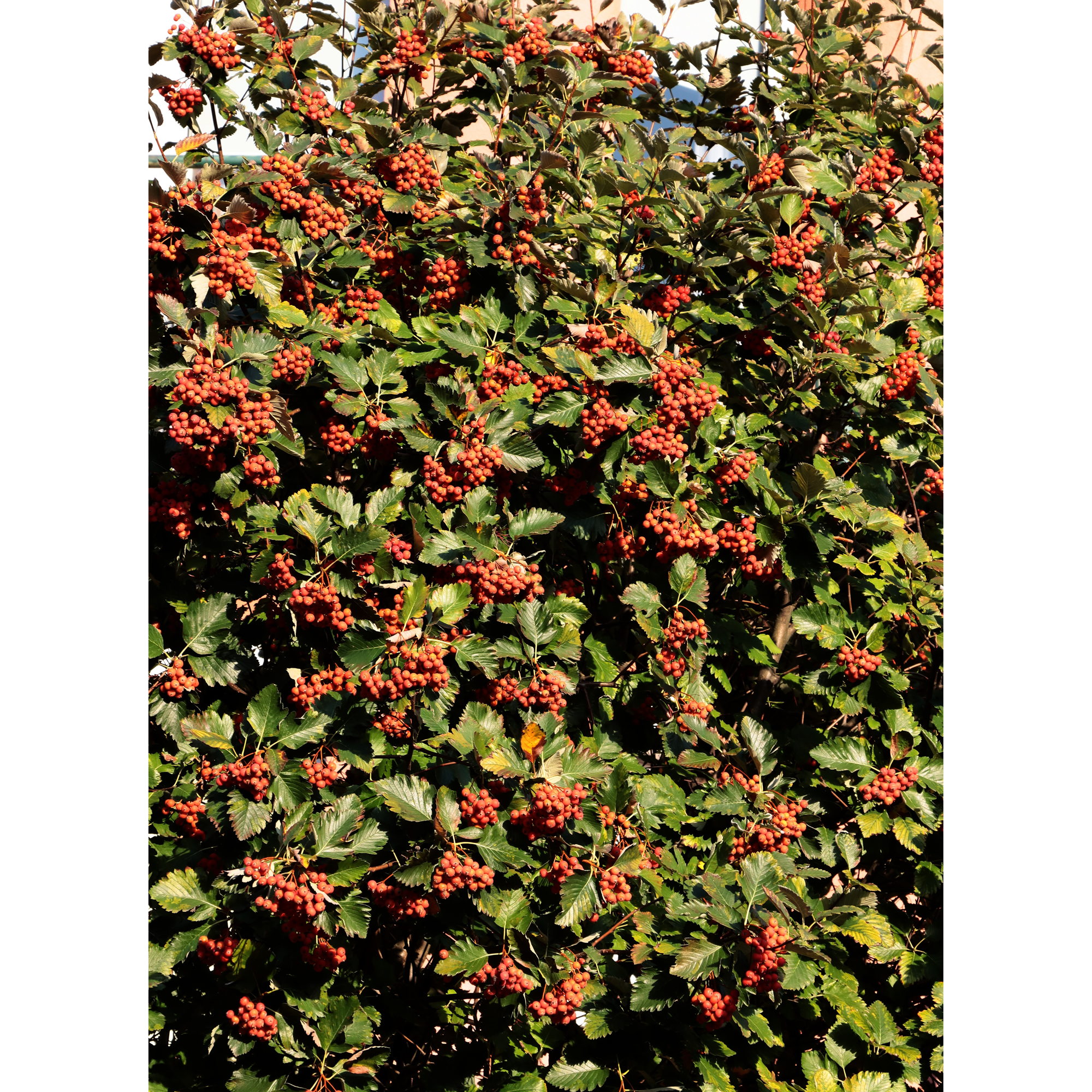 Planta Oxel Omnia Garden 30-50cm Krukodlade