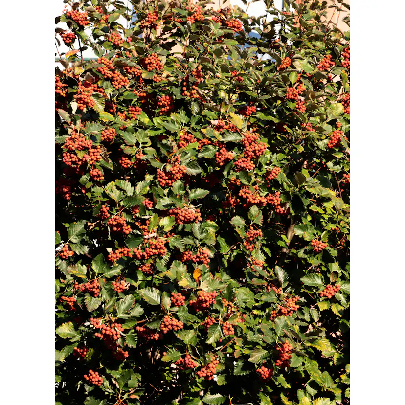 Planta Oxel Omnia Garden 30-50cm Krukodlade