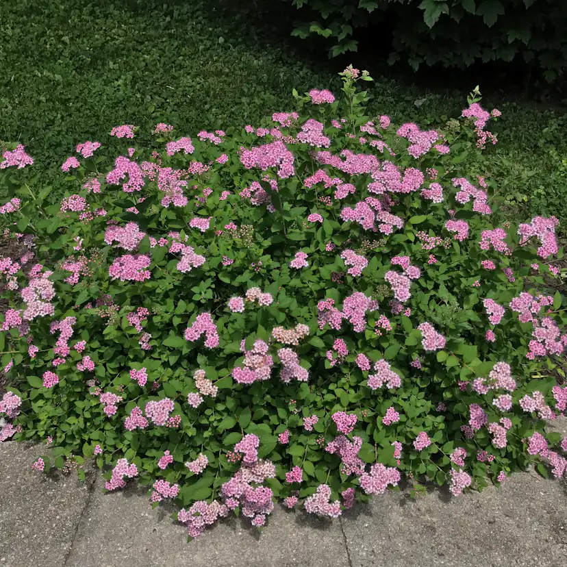 Planta Dvärgpraktspirea Omnia Garden 10-20cm, Krukodlade