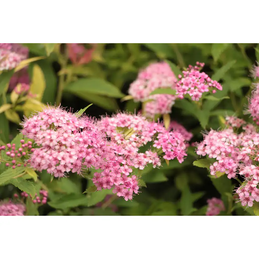 Planta Dvärgpraktspirea Omnia Garden 10-20cm, Krukodlade