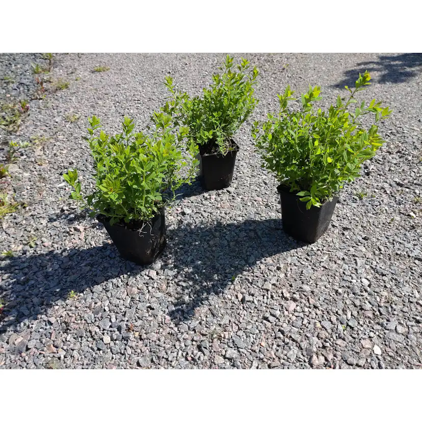 Planta Dvärgpraktspirea Omnia Garden 10-20cm, Krukodlade