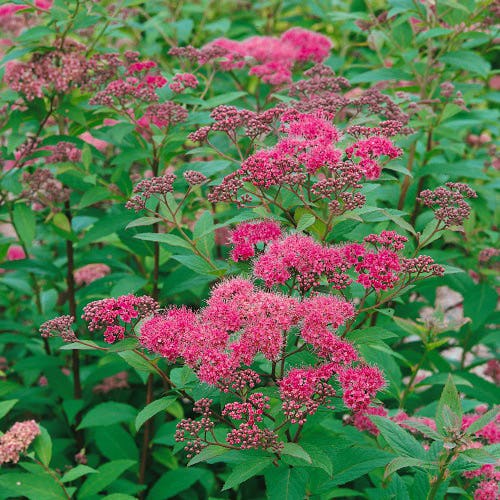 Planta Rosenspirea Omnia Garden 20-30 cm Krukodlade