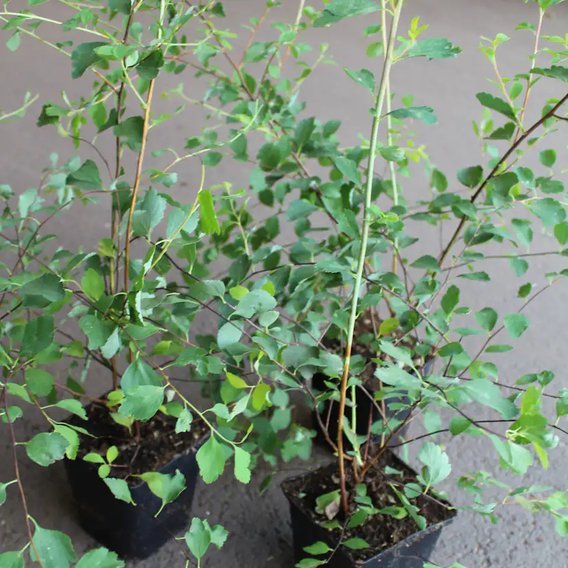 Planta Bukettspirea Omnia Garden 30-50cm Krukodlade
