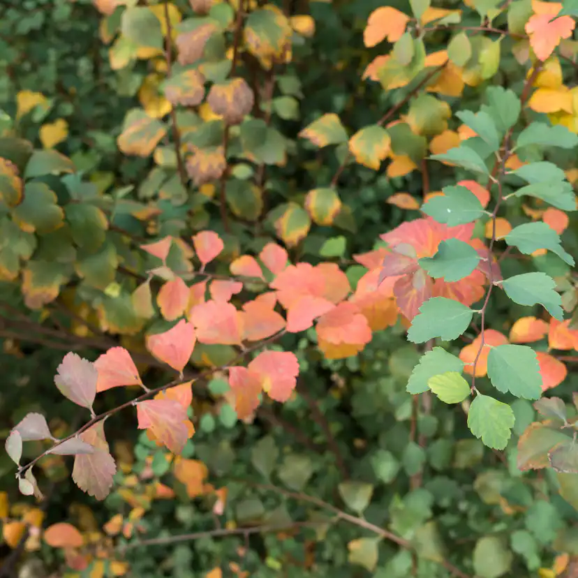 Planta Bukettspirea Omnia Garden 30-50cm Krukodlade