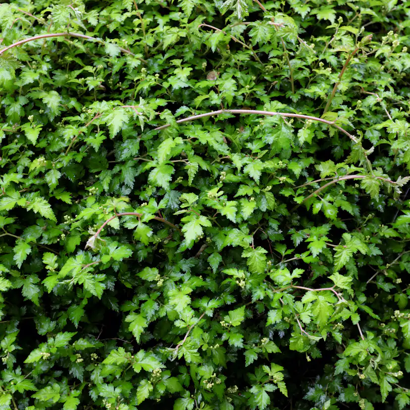 Marktäckare Omnia Garden Liten Stefanandra Krukodlad
