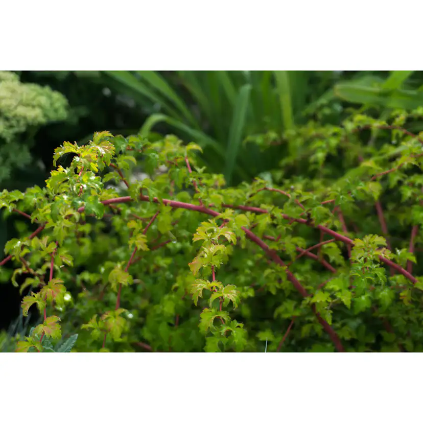 Marktäckare Omnia Garden Liten Stefanandra Krukodlad