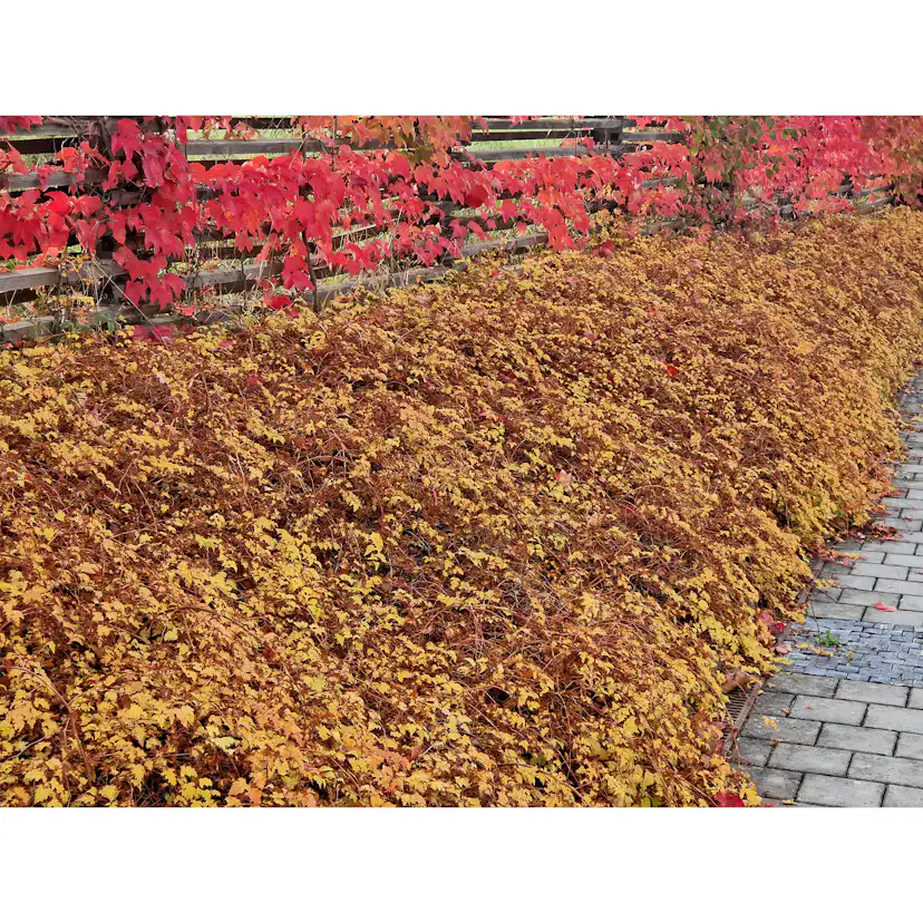 Marktäckare Omnia Garden Liten Stefanandra Krukodlad