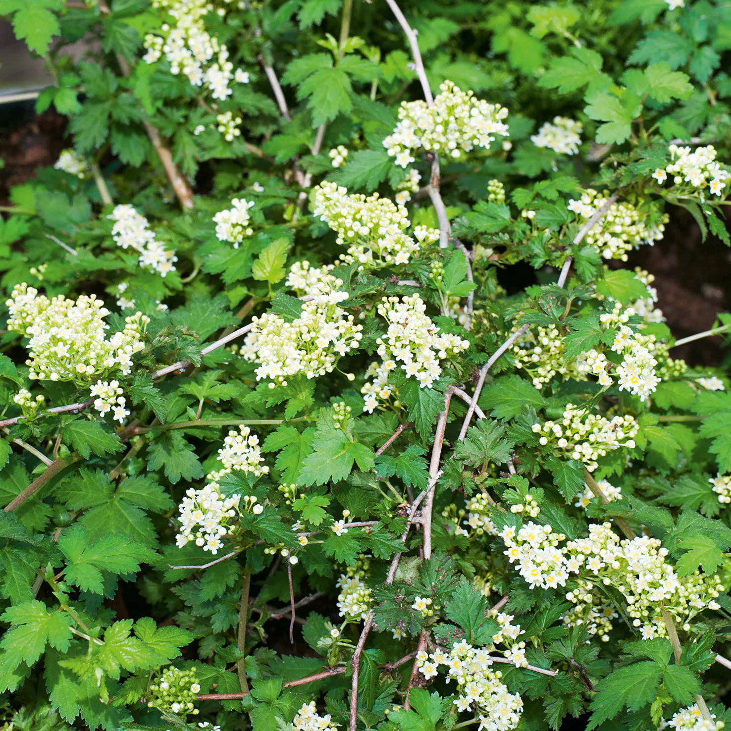Marktäckare Omnia Garden Liten Stefanandra Krukodlad