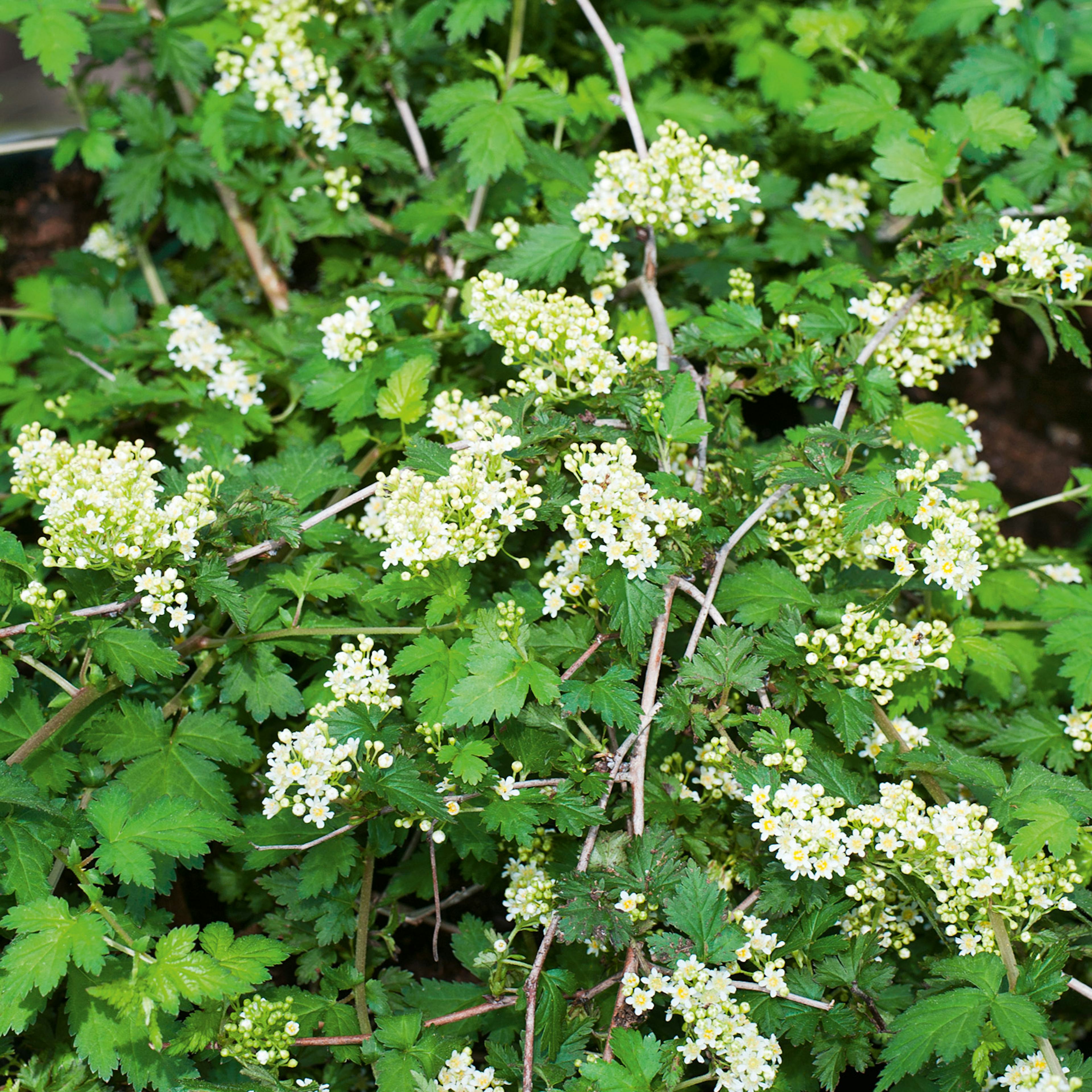 Marktäckare Omnia Garden Liten Stefanandra Krukodlad