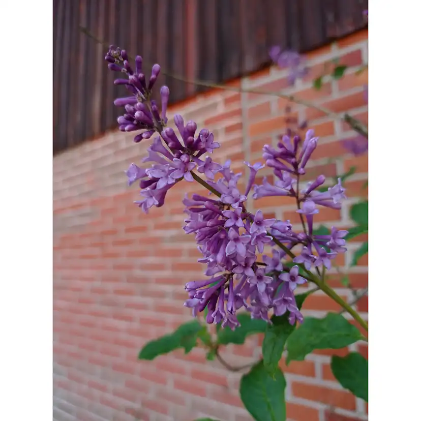 Häck Omnia Garden Ungersk Syrén "Oden E"