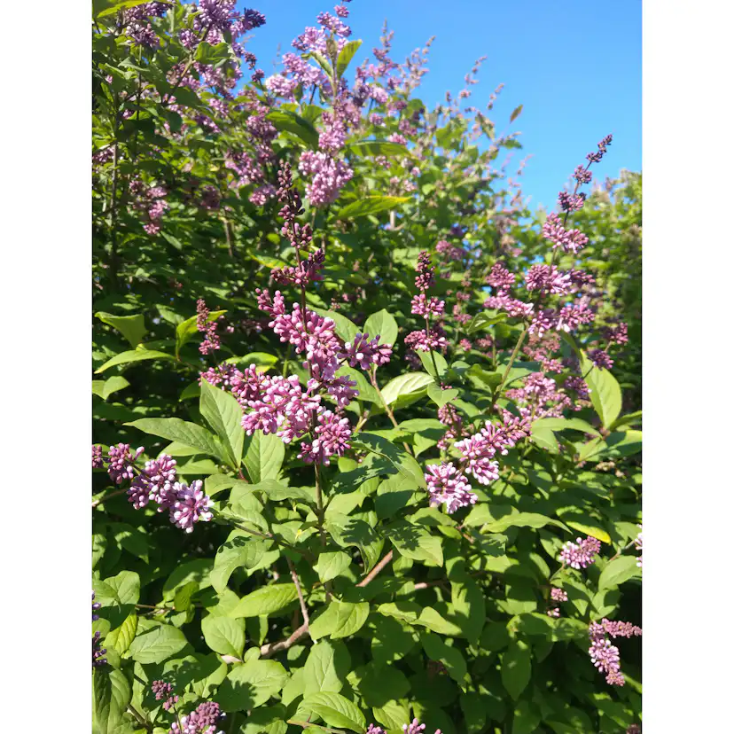 Häck Omnia Garden Ungersk Syrén "Oden E"