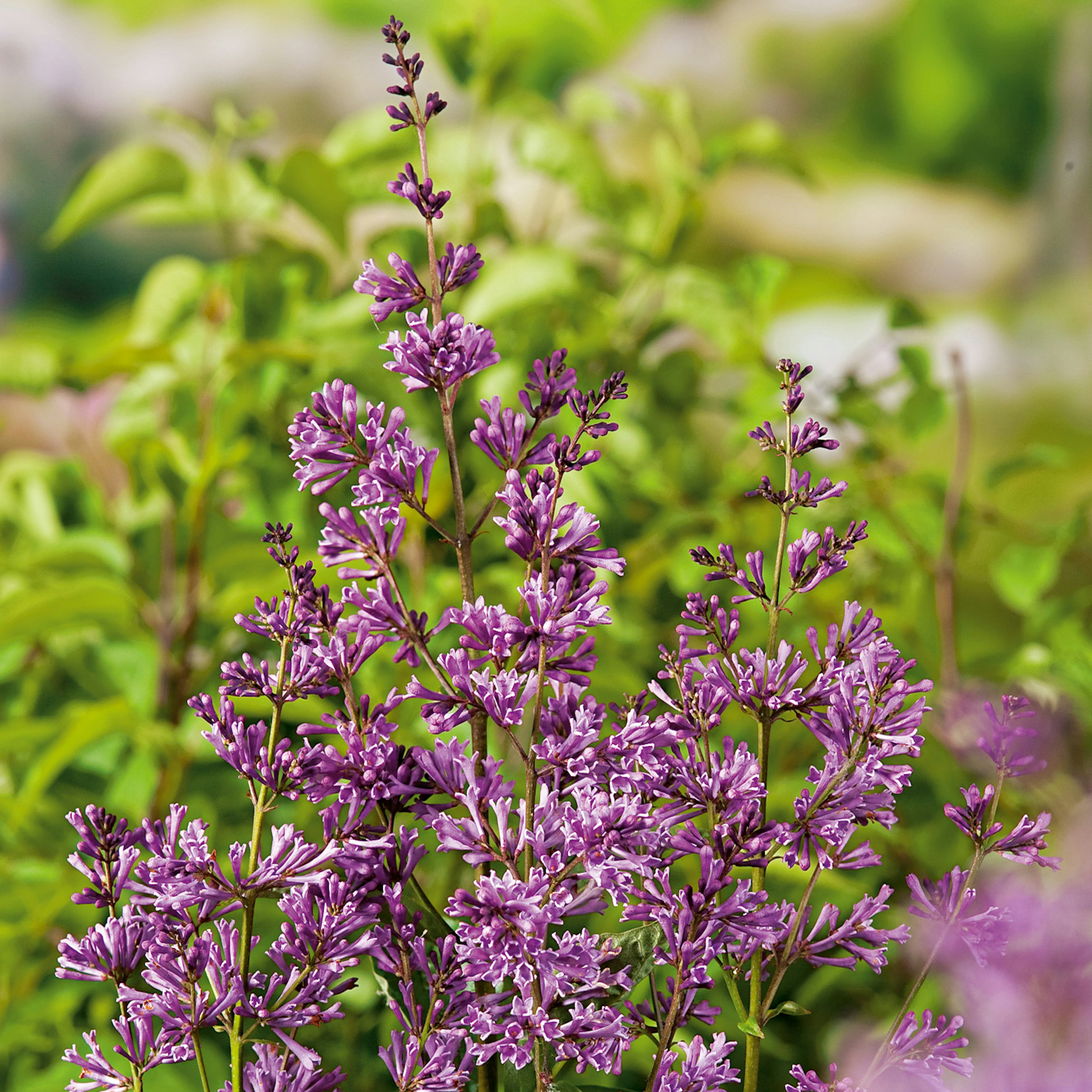 Häck Omnia Garden Ungersk Syrén "Oden E"