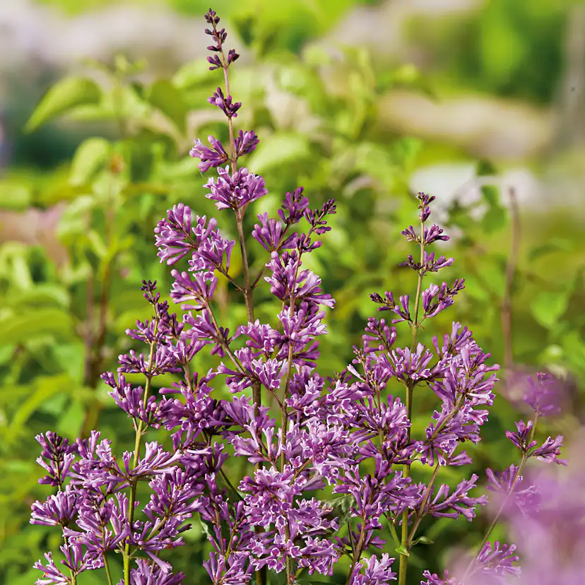 Häck Omnia Garden Ungersk Syrén "Oden E"