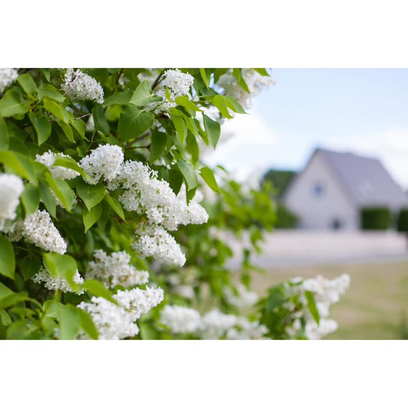 Planta Vit Syrén Omnia Garden 20-40 cm, Krukodlade