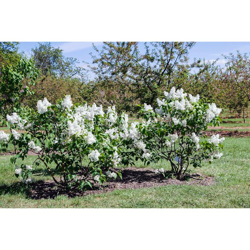 Planta Vit Syrén Omnia Garden 20-40 cm, Krukodlade