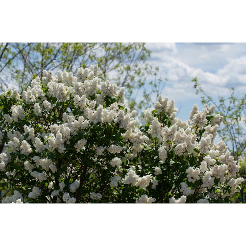 Planta Vit Syrén Omnia Garden 20-40 cm, Krukodlade