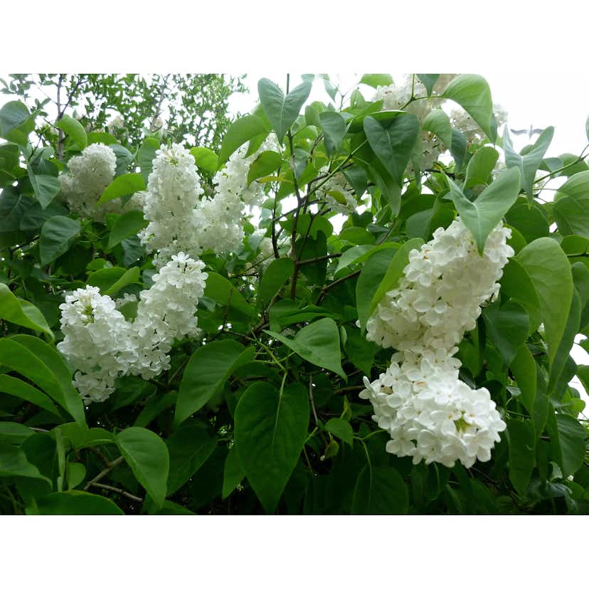 Planta Vit Syrén Omnia Garden 20-40 cm, Krukodlade