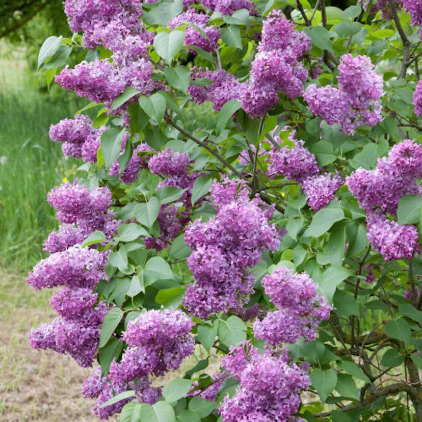 Planta Vanlig Syrén Omnia Garden 20-40cm Krukodlade