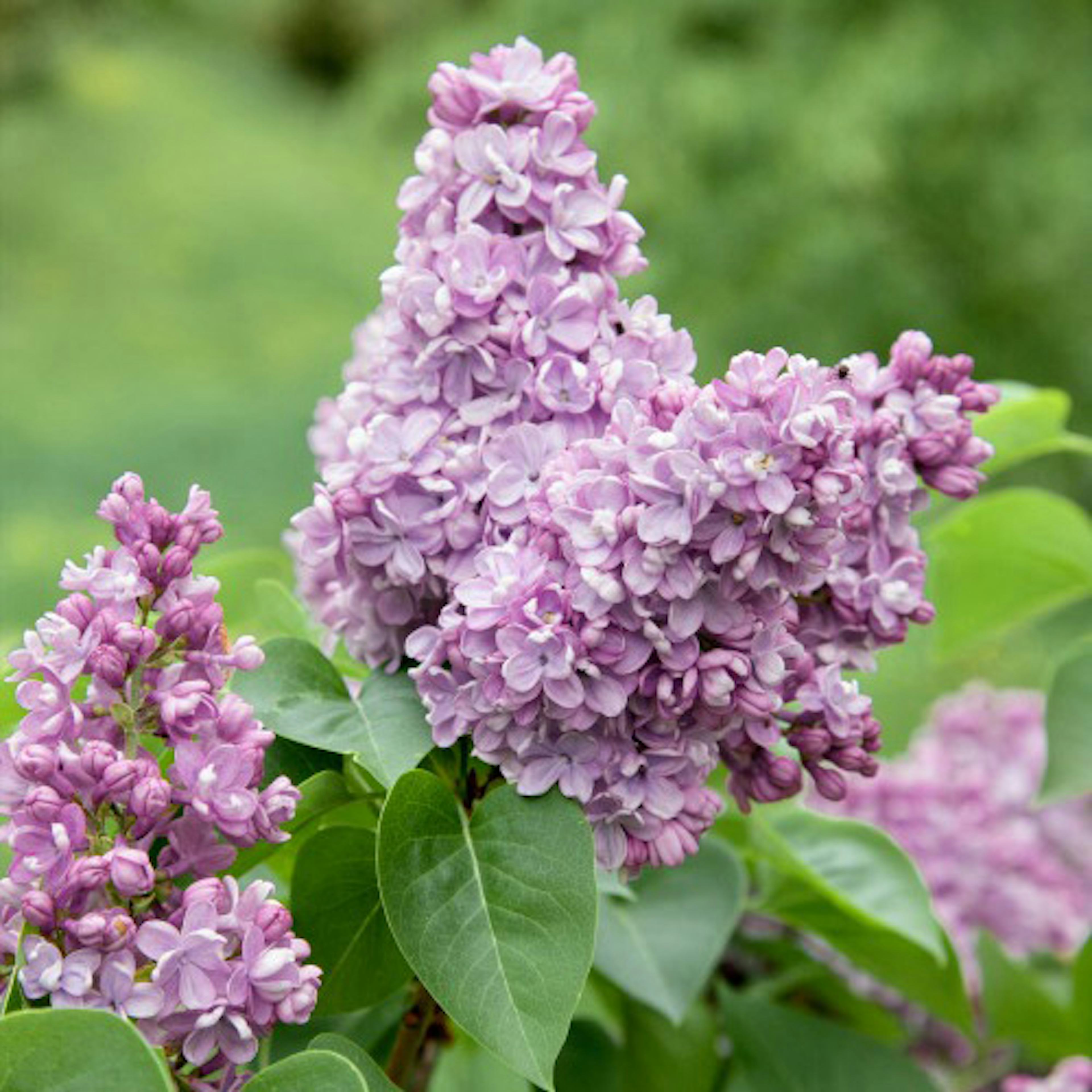 Planta Vanlig Syrén Omnia Garden 20-40cm Krukodlade