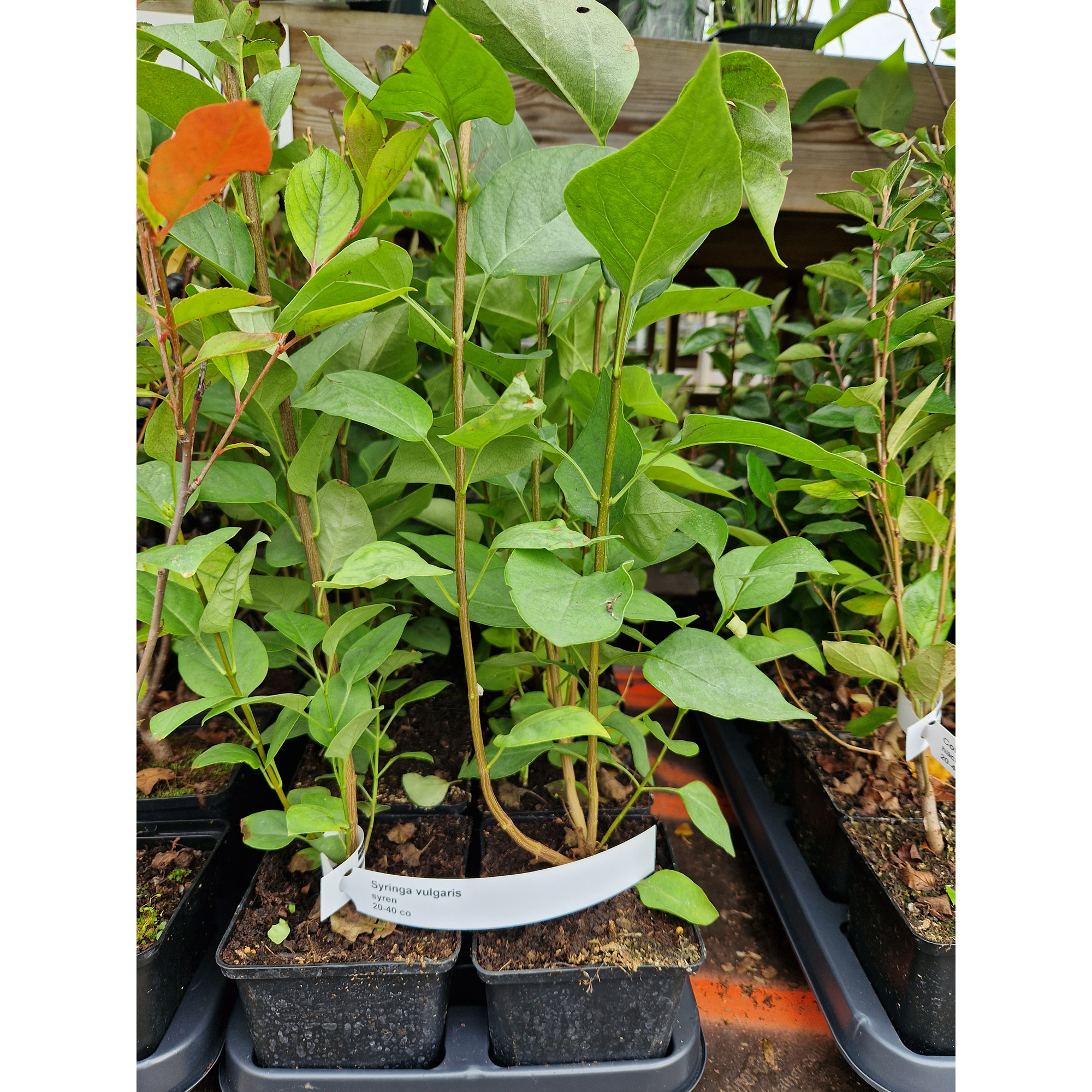 Planta Vanlig Syrén Omnia Garden 20-40cm Krukodlade