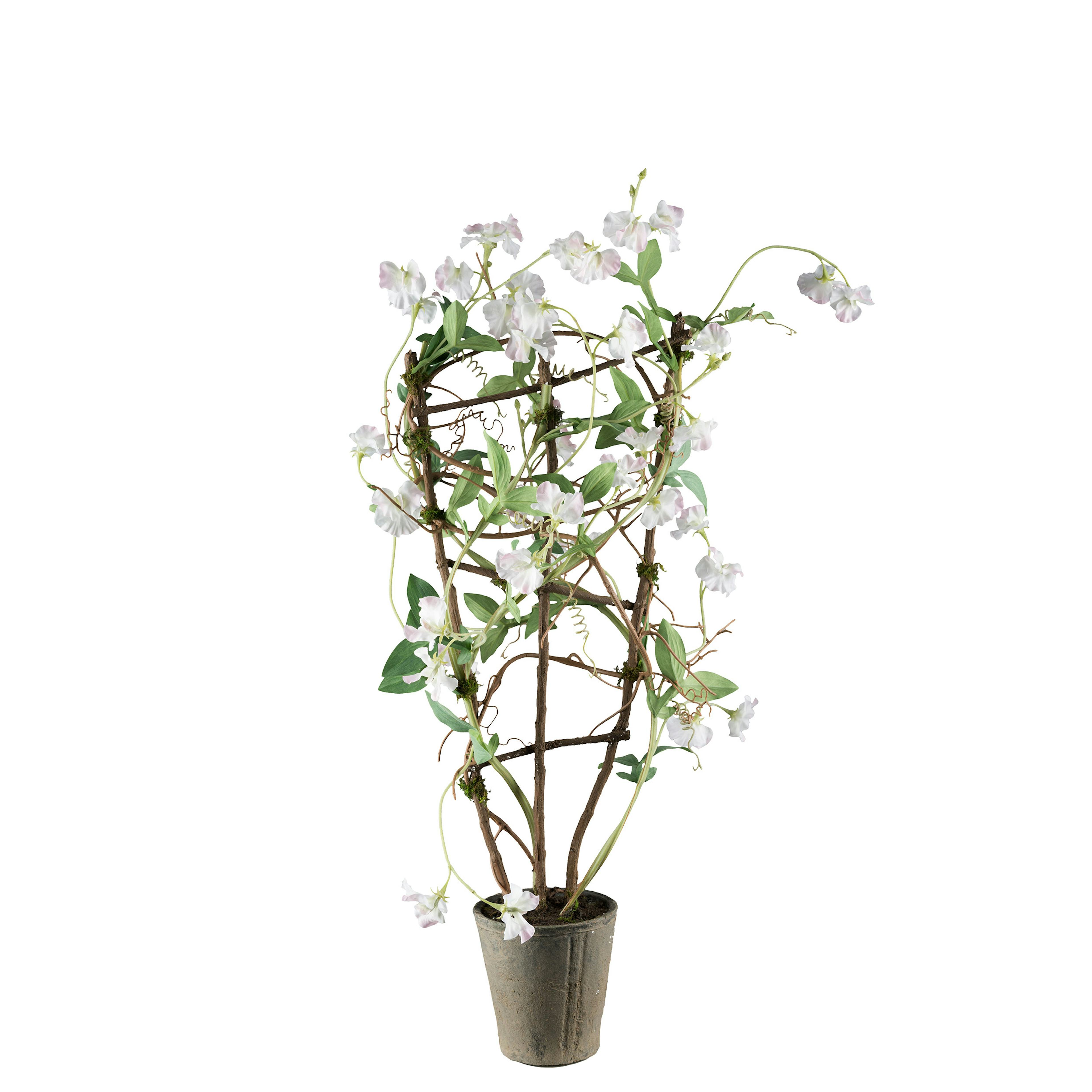 Konstväxt Mr Plant Luktärt