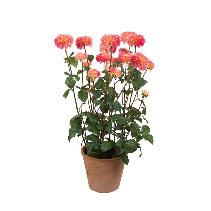 Konstväxt Mr Plant Dahlia