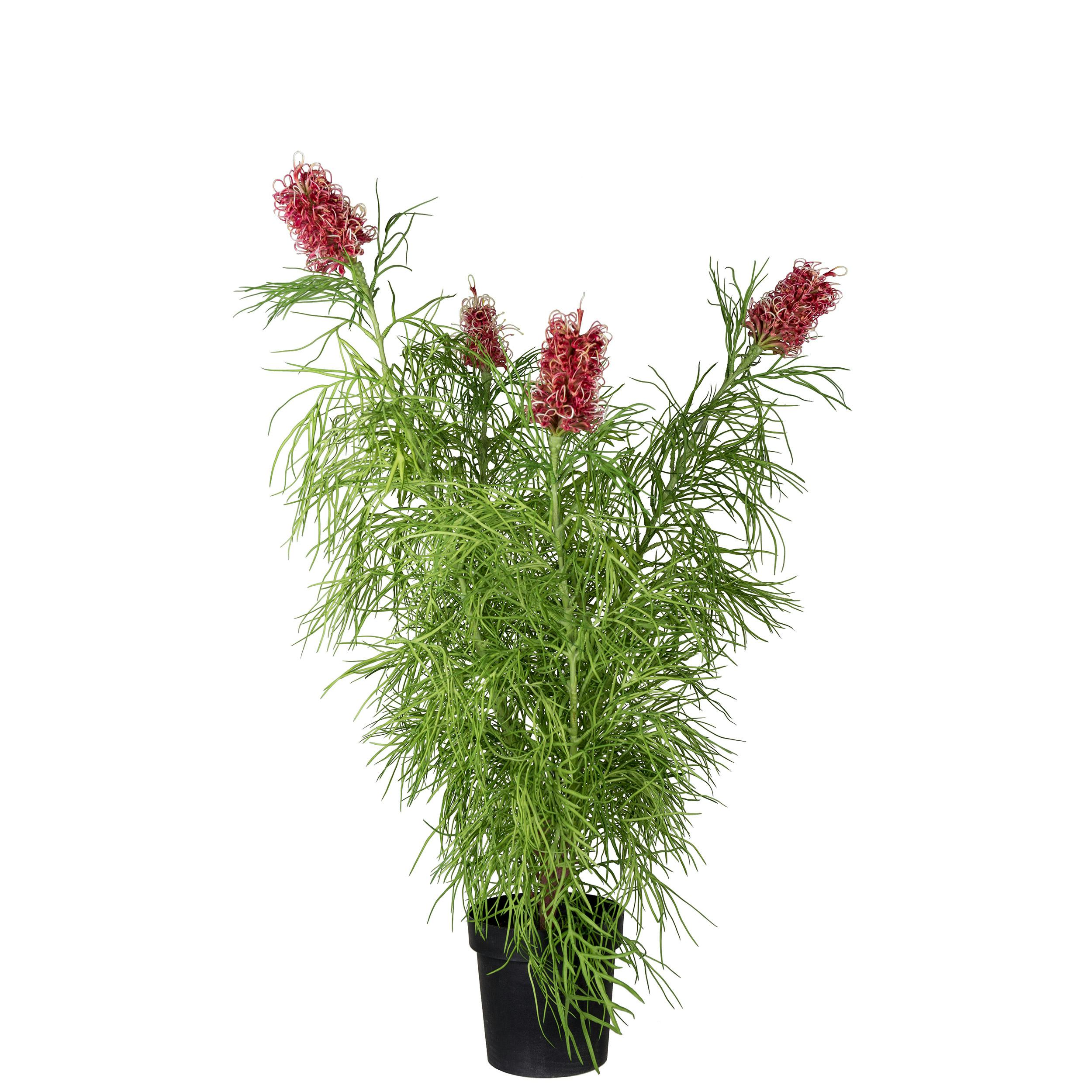 Konstväxt Mr Plant Grevillea