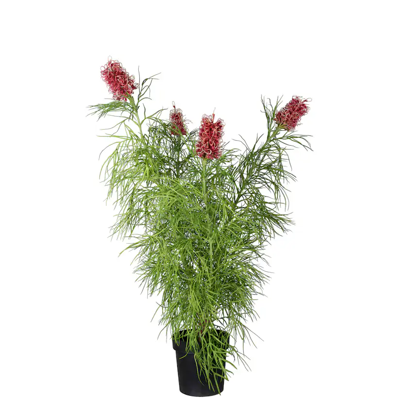 Konstväxt Mr Plant Grevillea