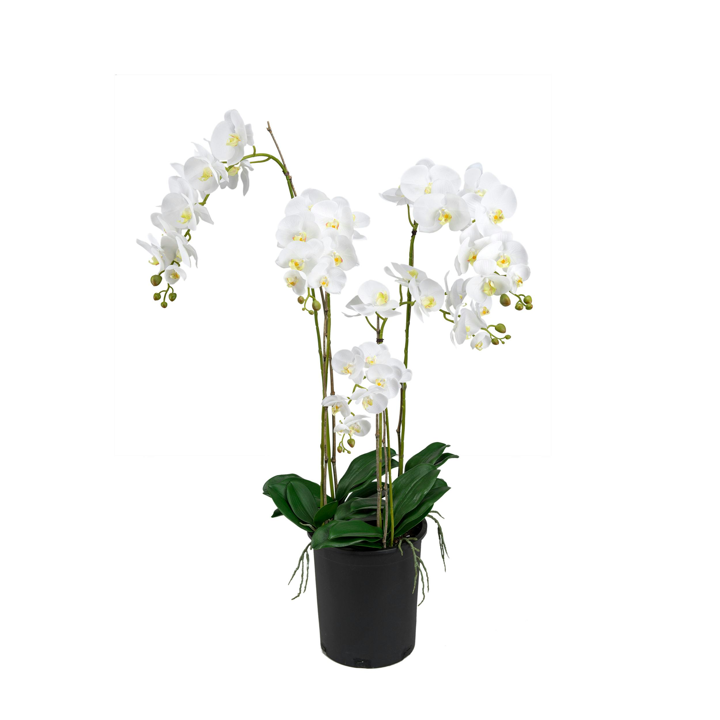 Konstväxt Mr Plant Phalaenopsis 130