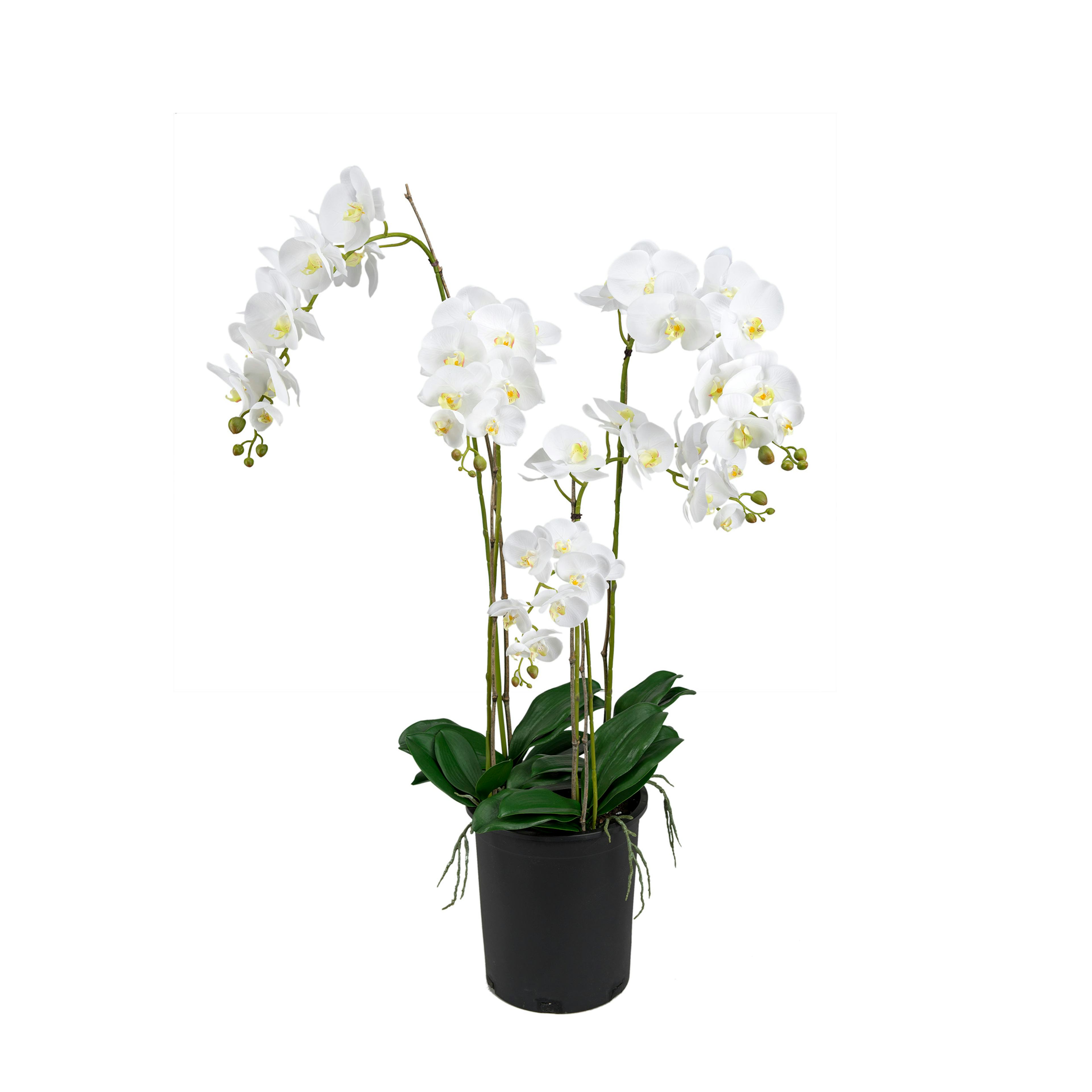 Konstväxt Mr Plant Phalaenopsis 130