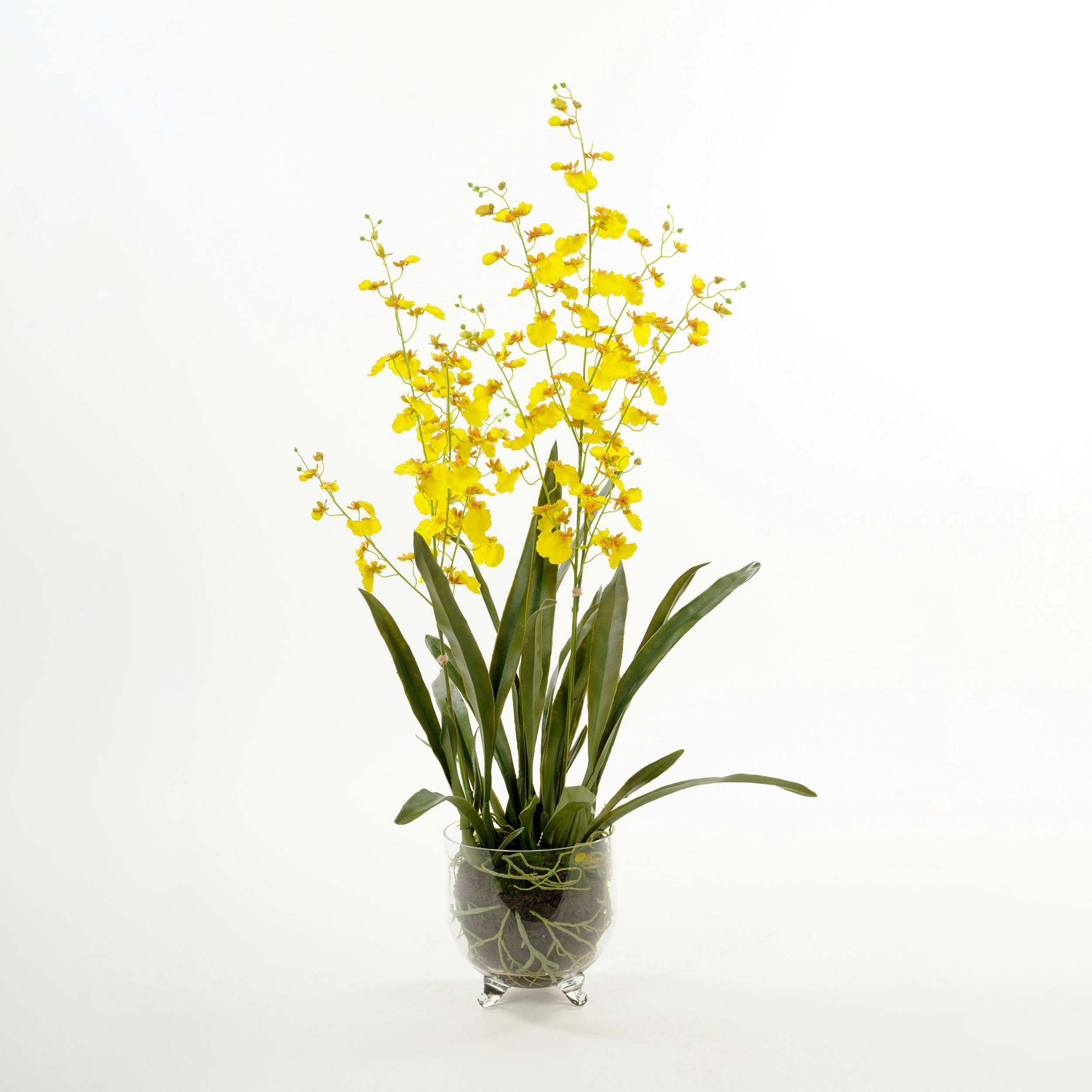 Konstväxt Mr Plant Oncidium