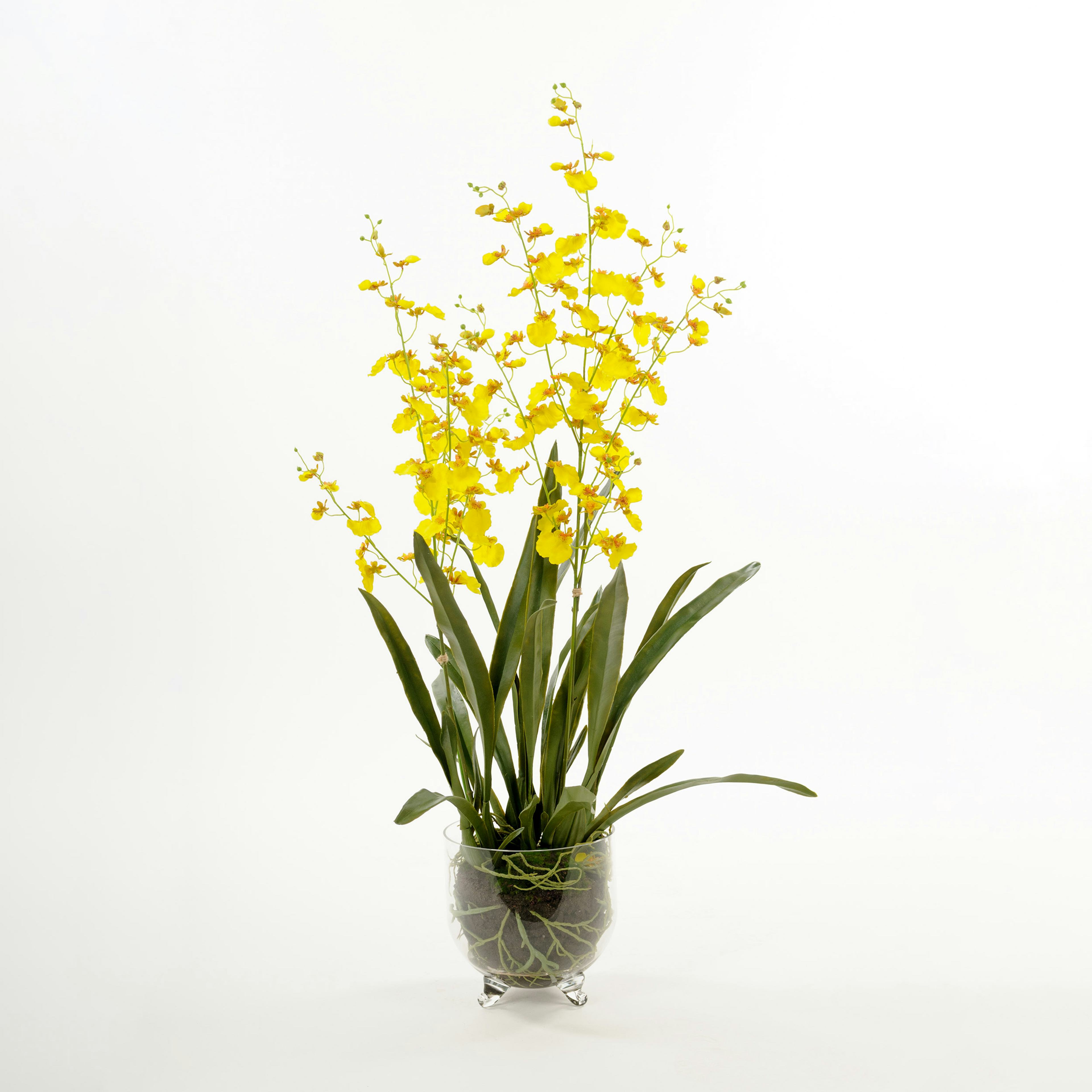 Konstväxt Mr Plant Oncidium
