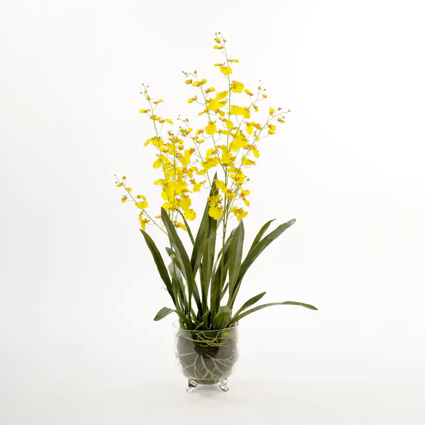 Konstväxt Mr Plant Oncidium