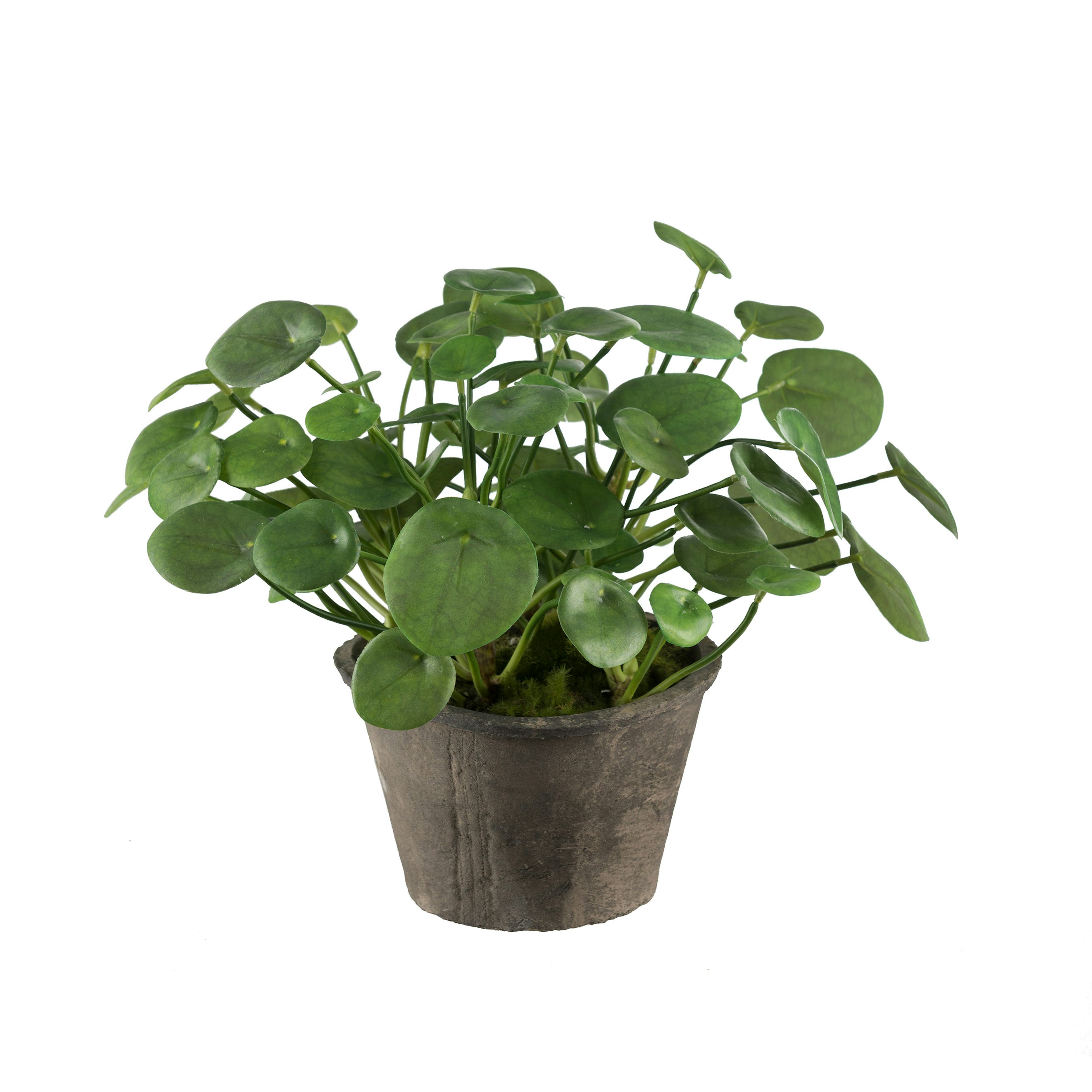 Konstväxt Mr Plant Elefantöra