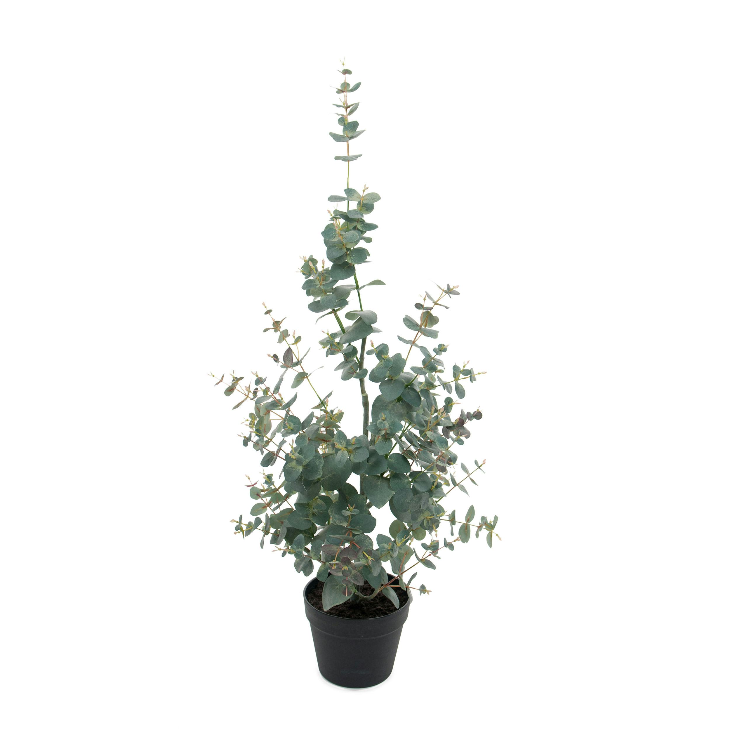 Konstväxt Mr Plant Eucalyptus 95-170