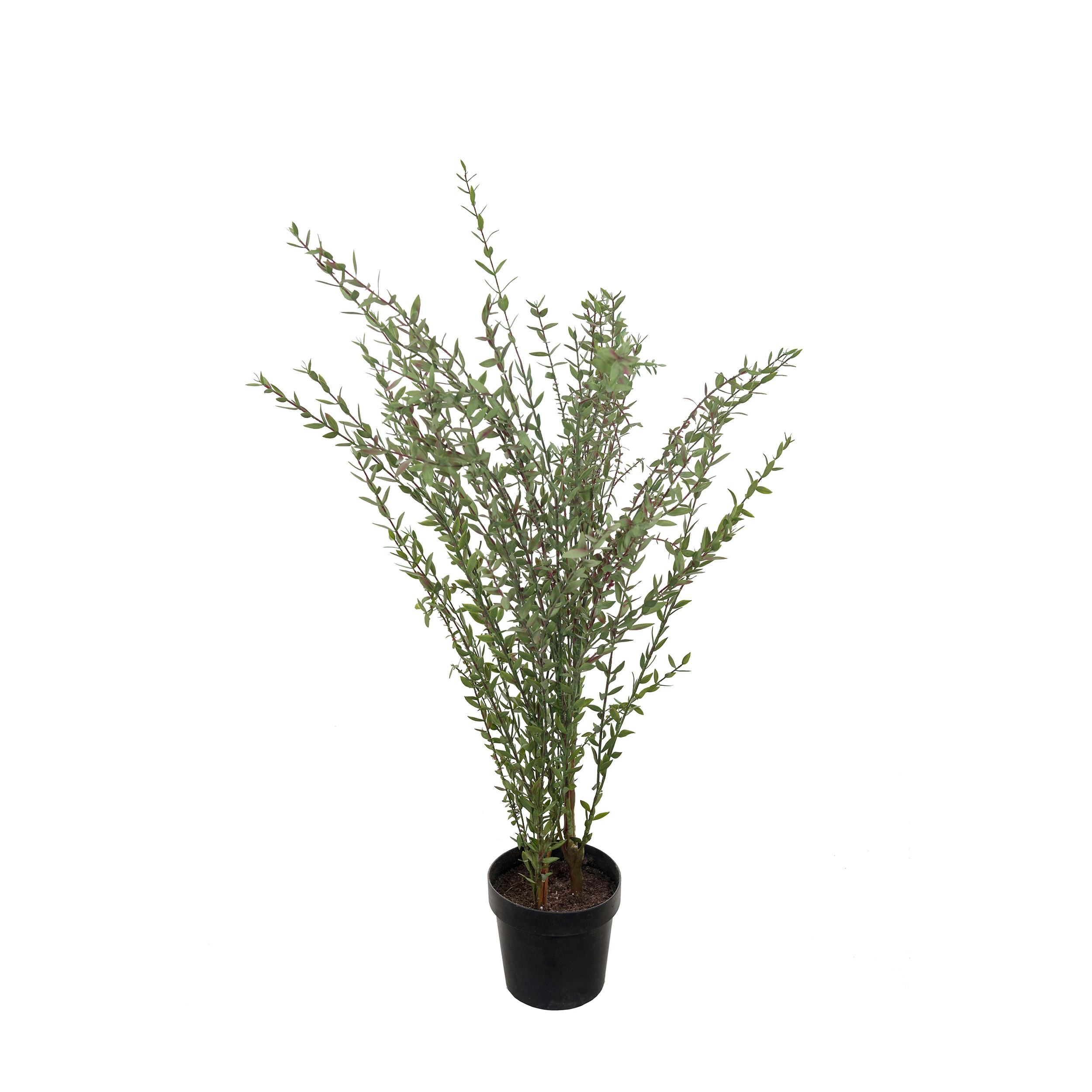 Konstväxt Mr Plant Eucalyptus 95-170