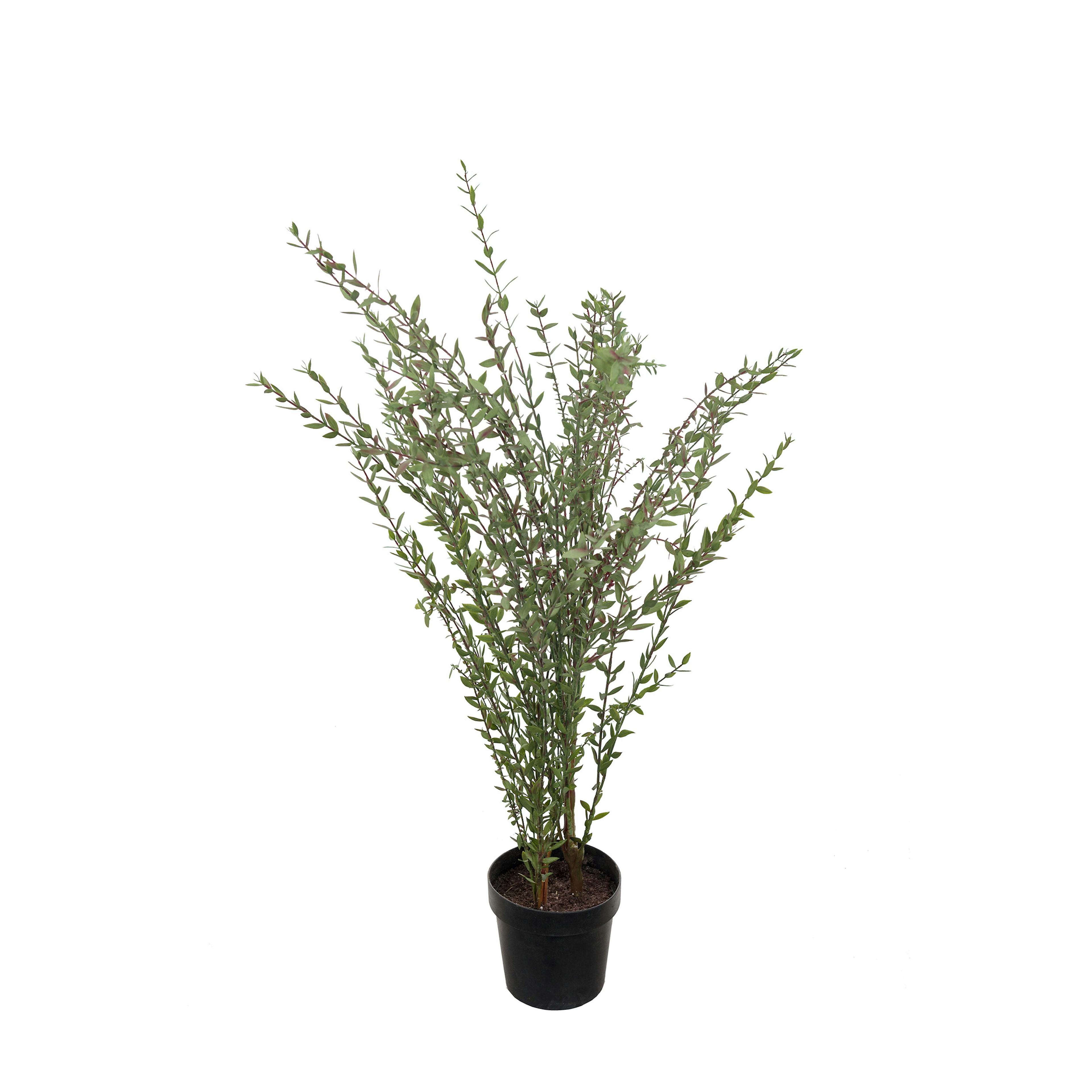 Konstväxt Mr Plant Eucalyptus 95-170