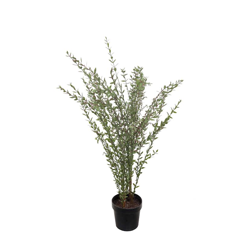 Konstväxt Mr Plant Eucalyptus 95-170