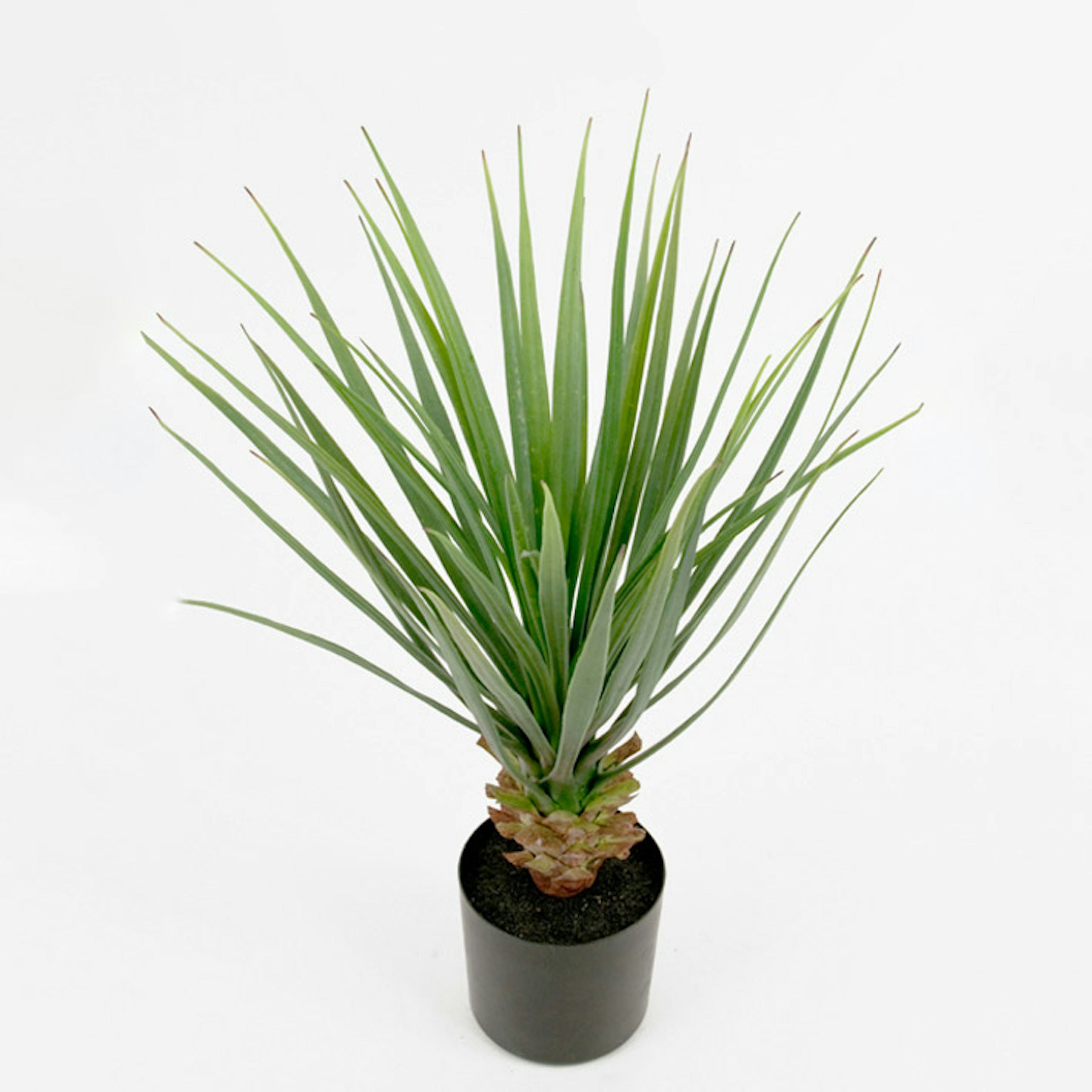 Konstväxt Mr Plant Yucca