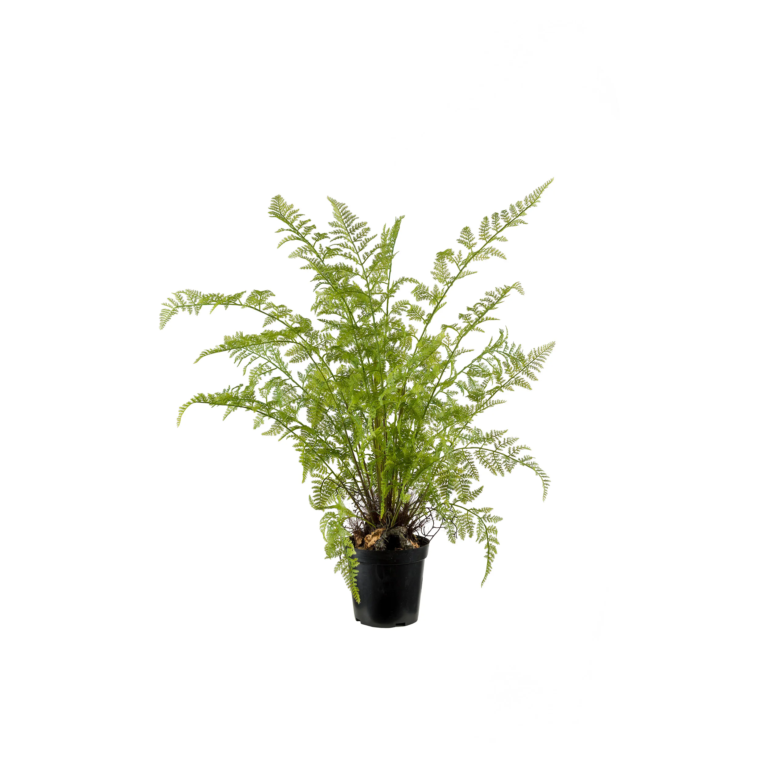 Konstväxt Mr Plant Ormbunke 80-90