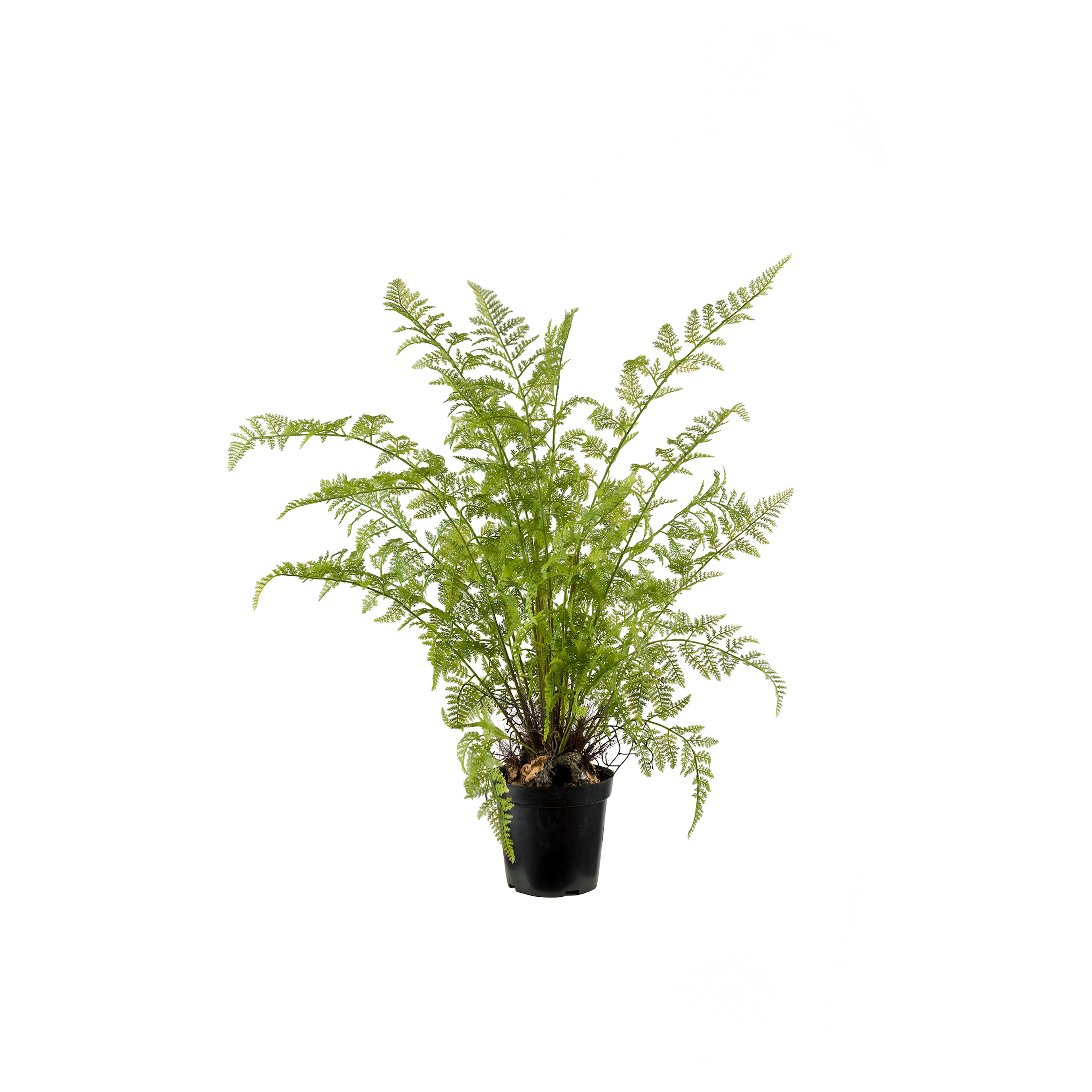 Konstväxt Mr Plant Ormbunke 80-90