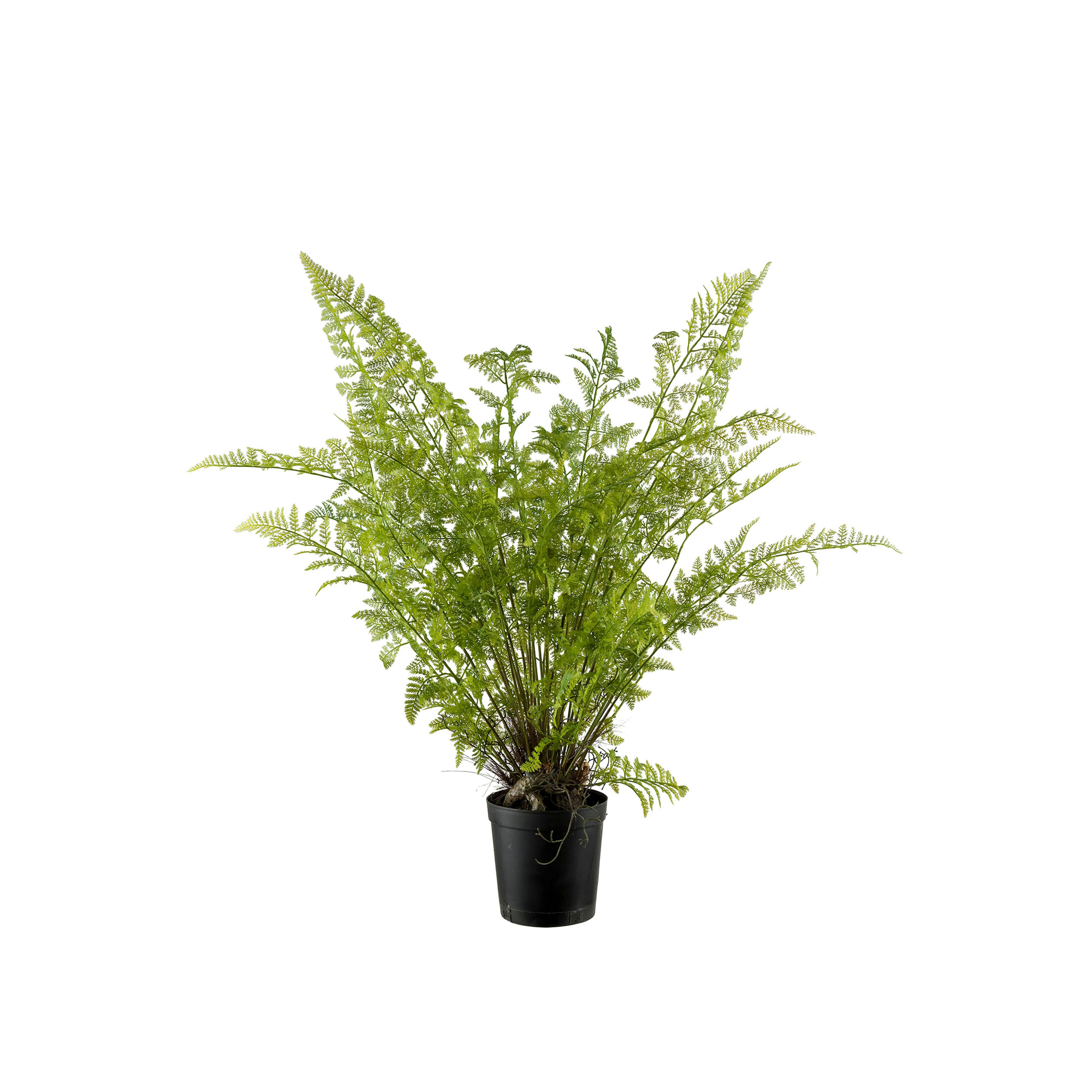 Konstväxt Mr Plant Ormbunke 80-90