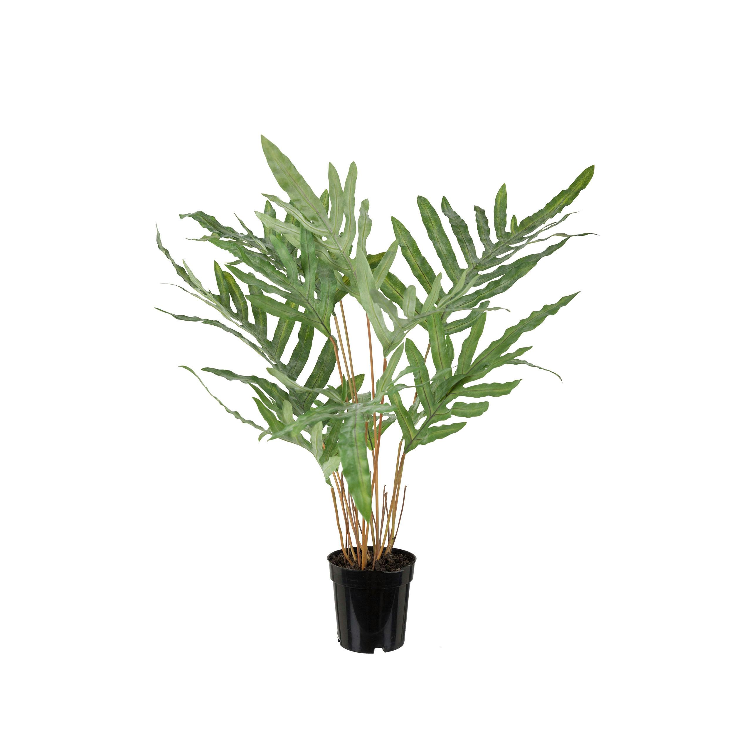 Konstväxt Mr Plant Ormbunke 75