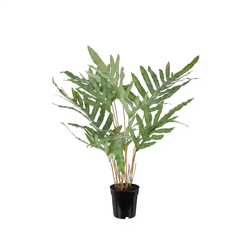 Konstväxt Mr Plant Ormbunke 75