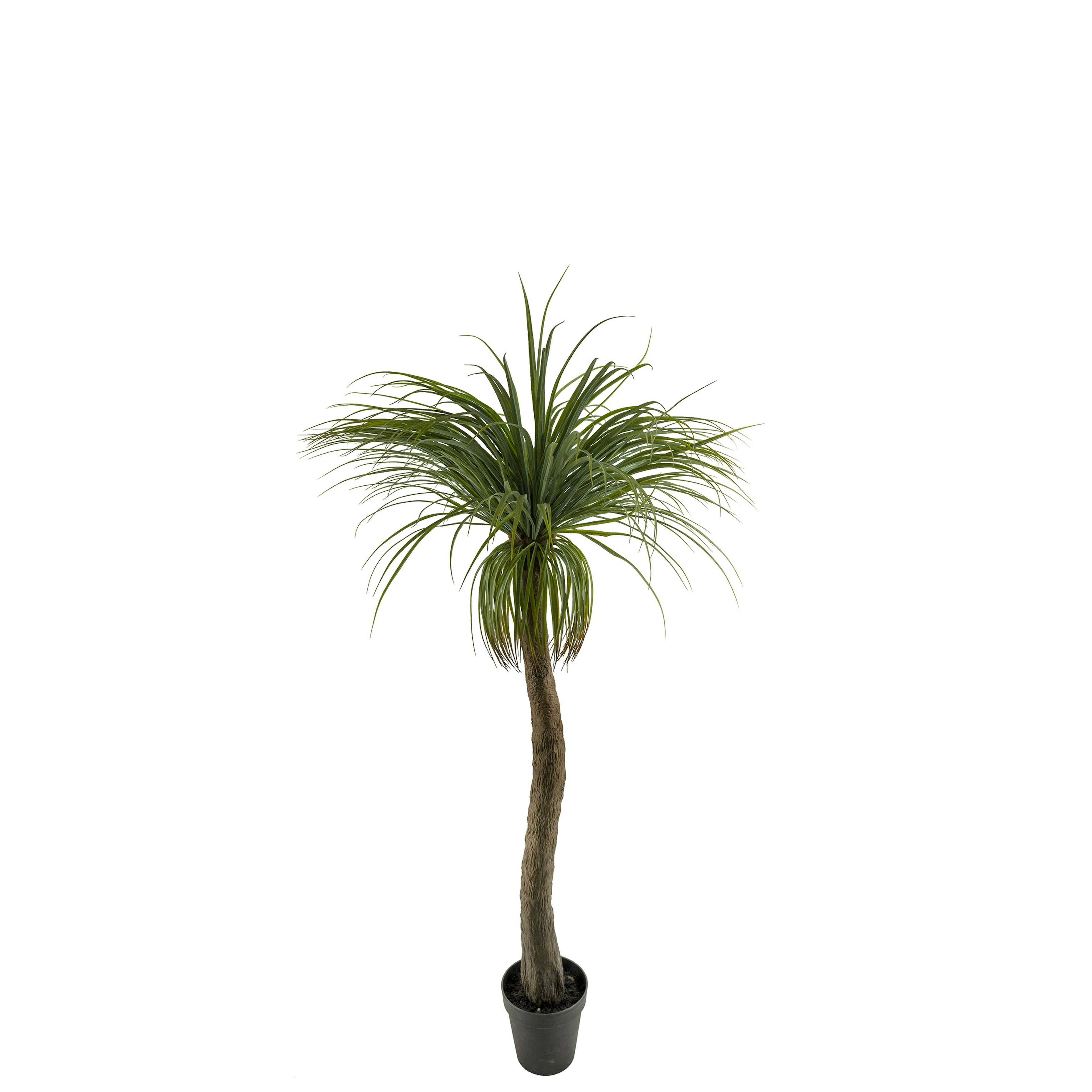 Konstväxt Mr Plant Flasklilja