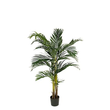 Konstväxt Mr Plant Kentia Palm