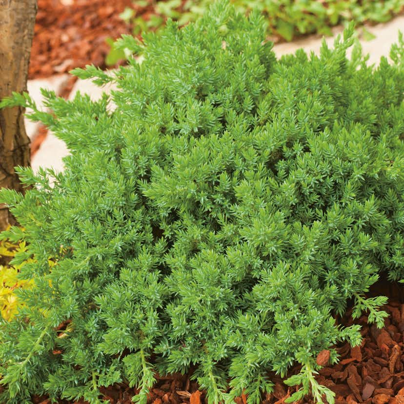 Prydnadsbuske Japansk Kryp-En Omnia Garden Nana