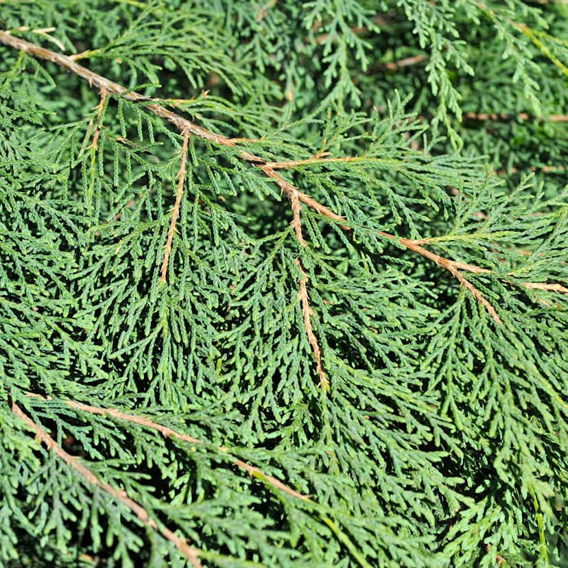 Marktäckare Kryptuja Omnia Garden Lågväxande