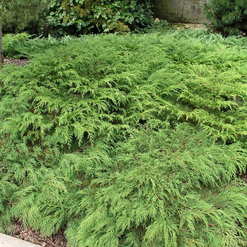 Marktäckare Kryptuja Omnia Garden Lågväxande